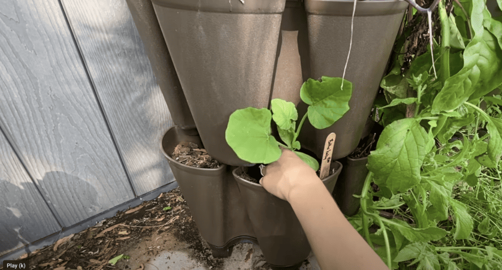 Greenstalk transplants